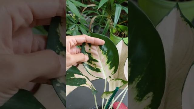 Aglonema Escada VS Hello Kitty смотреть онлайн