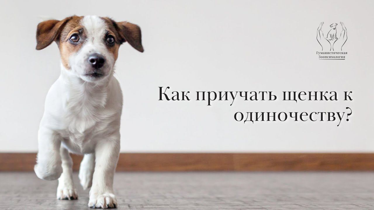 Приучение щенка к одиночеству