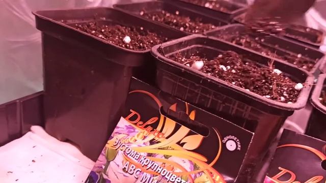 Эустома . Посадка без пикировки. смотреть онлайн