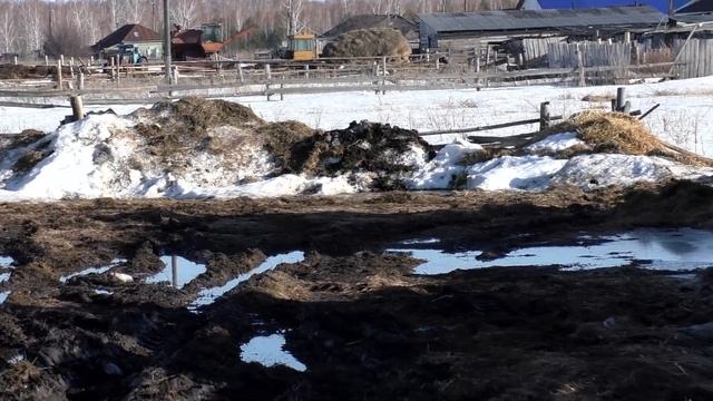 Спасаю сено с воды трактор ЮМЗ сеновал в деревне в хозяйстве