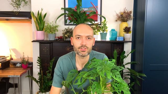 Monstera Adansonii Care| How To Care For Monstera Adansonii смотреть онлайн