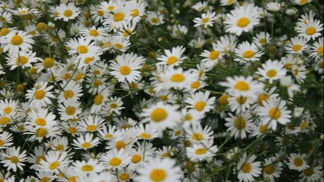 потому что гладиолус