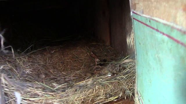 кролики/февральское потомство смотреть онлайн