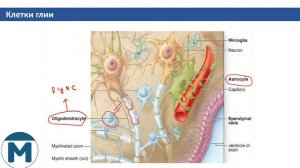 Гистология. Нервная ткань