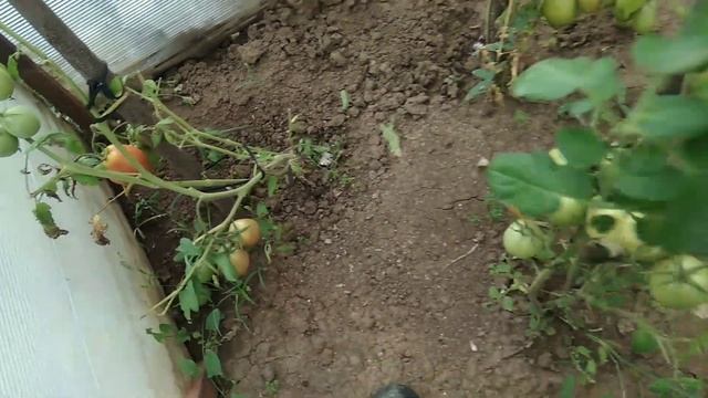 Дача#Сбор помидор,кабачков#Болталка#Милюся#Мои любимые помидоры # Надежда. Обо всем понемногу. смотреть онлайн