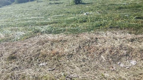 скосили 1 гектар травы, на корм своим коровкам.