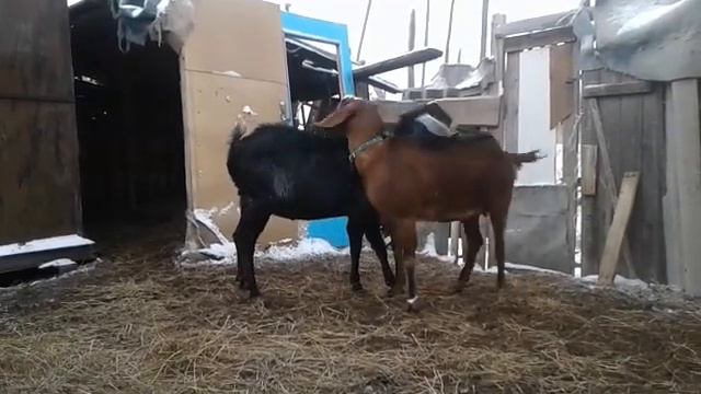 Козлики стараются? смотреть онлайн