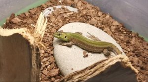 ЧТО ДЕЛАТЬ, ЕСЛИ ЯЩЕРИЦА НЕ ЕСТ? НЕ ЕСТ ПРЫТКАЯ ЯЩЕРИЦА!!! EXO TOP