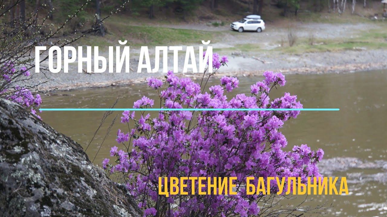 Багульник смотреть онлайн