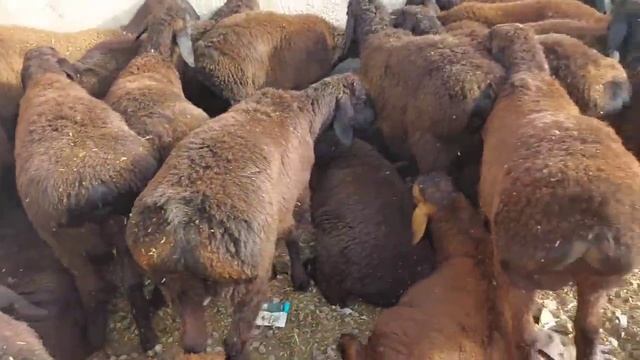 Нархи ках рушка алаф дар соли 2023, Арзон ё кимат, 25 июля 2023 г. смотреть онлайн