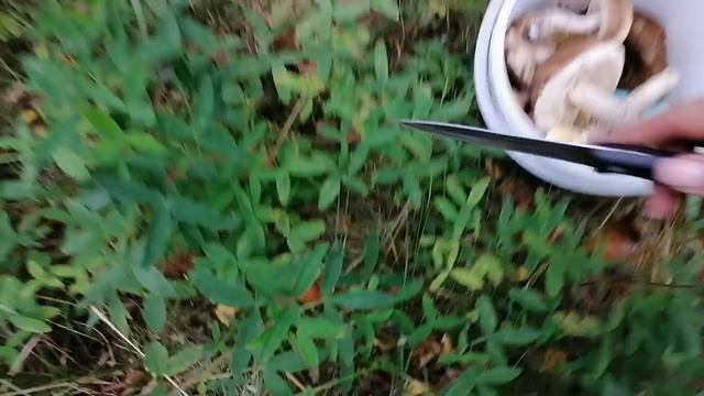 Не успели зайти в лес, сразу набрали полные ведра. смотреть онлайн