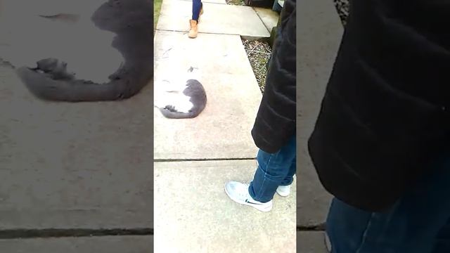 Cute cat playing with a jump rope ?????? смотреть онлайн
