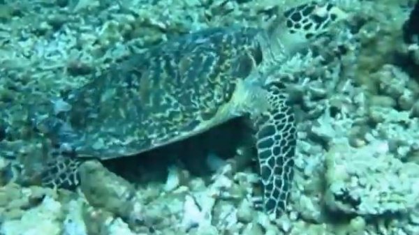 MALDIVES by luke rowe