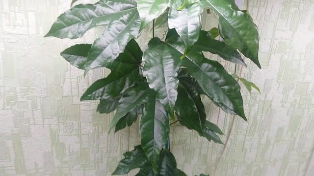 Моя любимица, Passiflora Distaphana Peru.