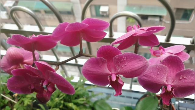 Purple /pink Orchids Bloomed perfect and beautiful ||ORCHIDS FLOWERS ||PHALAENOPSIS ORCHIDS смотреть онлайн