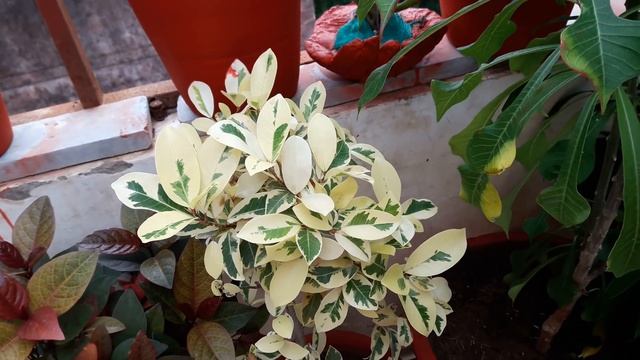 Care Of Starlight Ficus / Ficus Safari || How To Grow And Care Ficus Benjamina Starlight / Safari