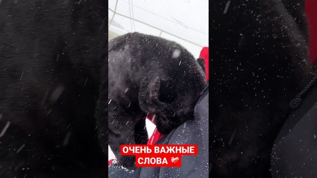 ЕСТЬ ЧТО-ТО ДОРОЖЕ И ВАЖНЕЕ ДЕНЕГ ❤️? Ягуар и человек #animal #panther #blackpanther #jaguar смотреть онлайн