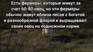 Выгодно ли овцеводство?