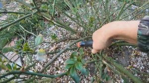 весенняя обрезка почвопокровных роз (Зе Фейри)