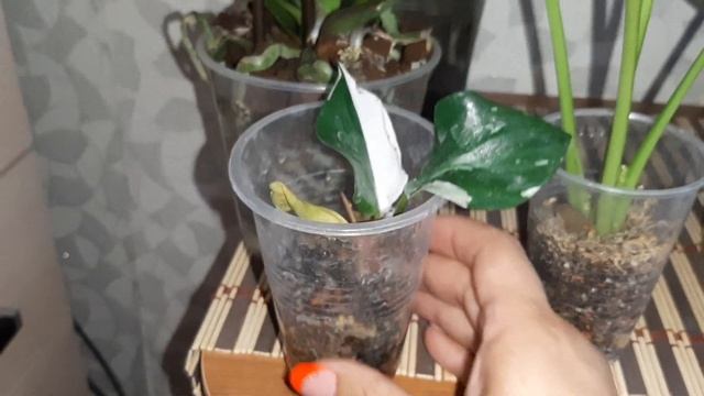 Комнатные цветы. Много красивых новинок /филодендрон вайт визард, монстера карстенианум ,аглаонема смотреть онлайн