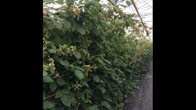 Выращивание малины в теплицах смотреть онлайн