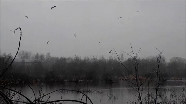 Чайки в Москве смотреть онлайн