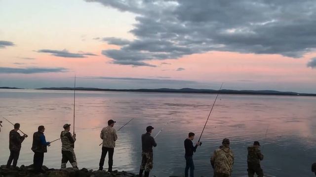 Ход горбуши на Белом Море 2021г. смотреть онлайн