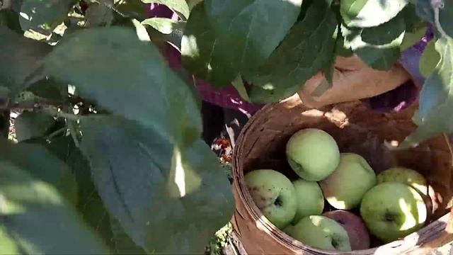 Сбор яблок сорта ФЕРМЕР - 2019 году. Видео Нусратуллина Ф.Г. смотреть онлайн