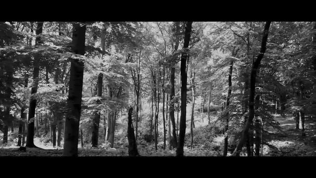 MAGIC FOREST - STORIES FROM FORESTS AND MEADOWS (3) смотреть онлайн