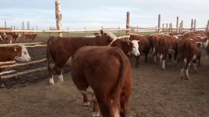 Годовалые бычки породы Герефорд. 🙂