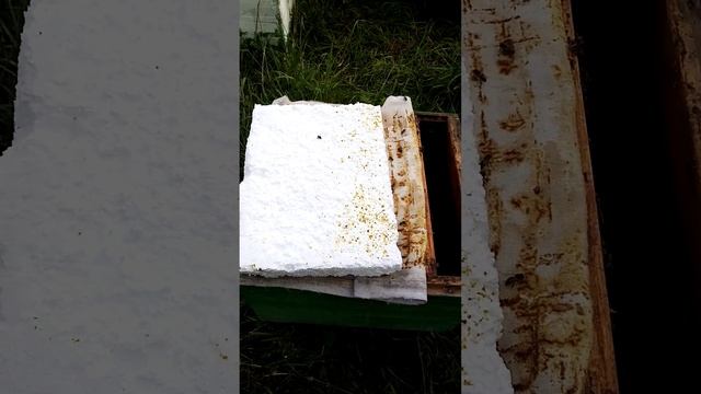 Пчелы грызут пенопласт