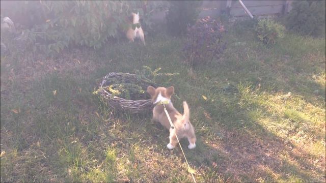 корги Born Lucky 2 месяца смотреть онлайн