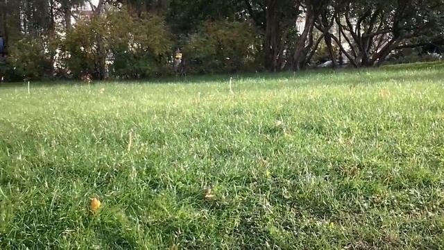 Осень в Чернигове - 14 октября смотреть онлайн