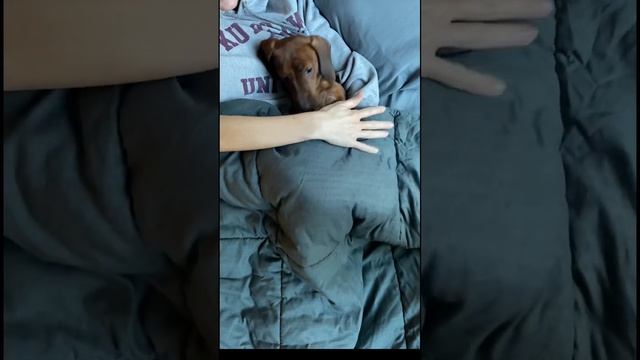 Mini dachshund gets tucked into bed after a long walk смотреть онлайн