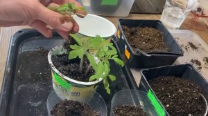 Проверяю срок годности семян томатов.