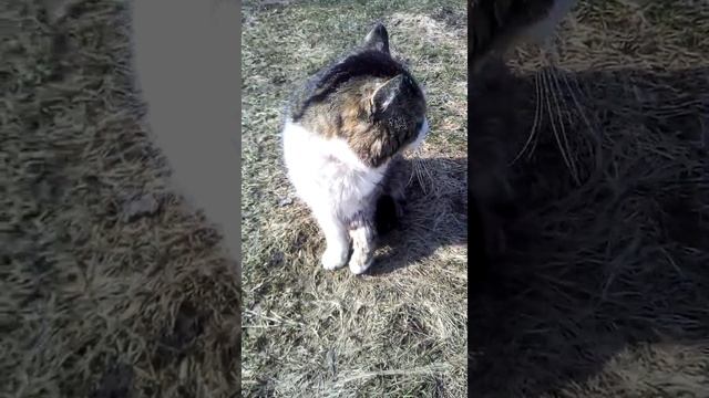 У кота опухла лапа и он хромает. Болить лапка у Мурчика. смотреть онлайн