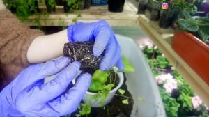 Азарина в кашпо. Будни Петунщика: выпуск 32.