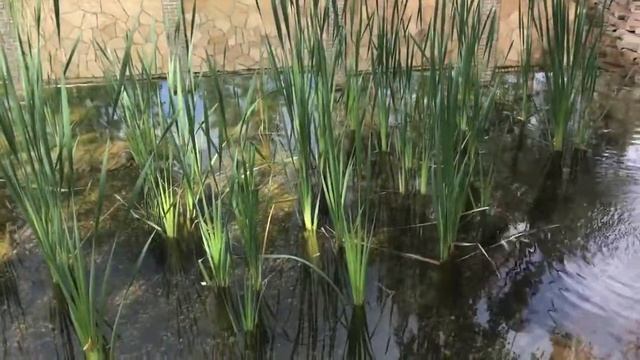 Декоративный пруд с биоплато смотреть онлайн