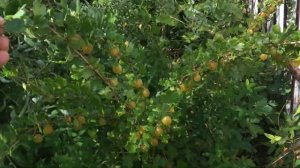 Запущенный уголок сада и медовый крыжовник!