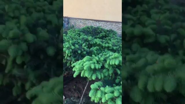 Цветение Рододендрона смотреть онлайн