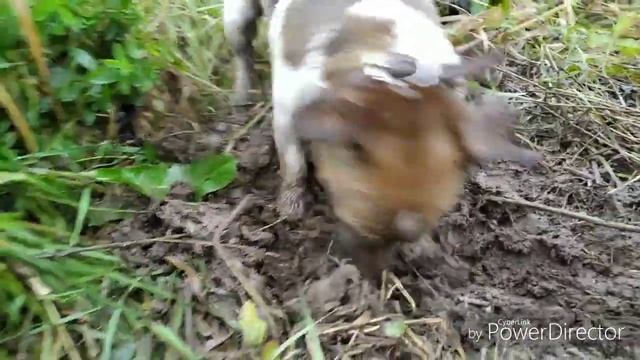 Первые трудности. КАНАЛИЗАЦИЯ. смотреть онлайн