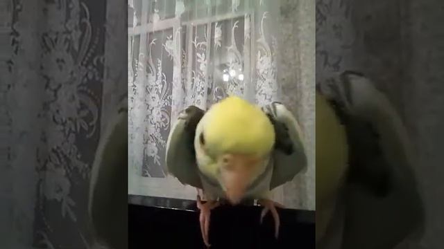 Корелла нимфа разговаривает “Битбокс” смотреть онлайн