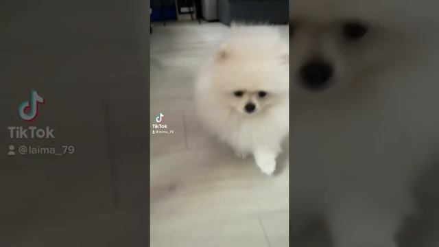 Шпицуля Прелесть ? #Шпицлайма #Шпиц #Собака смотреть онлайн