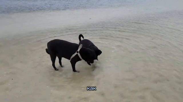 Животные СПАСАЮТ Людей Топ-10 Спасений смотреть онлайн