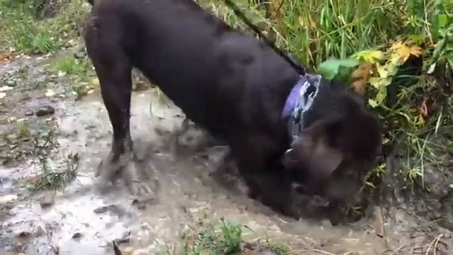 Собака и грязь. Грязный, смешной лабрадор. смотреть онлайн