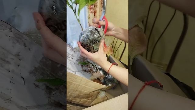 Обзор посылки с гортензиями.