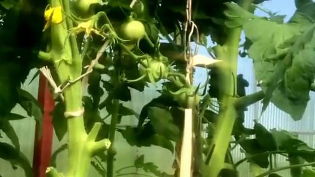 ➽ Помидоры на цепи 2 | Как Подвязать помидор в теплице из поликарбоната смотреть онлайн