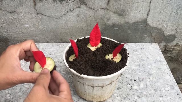 Methods of propagating Euphorbia pulcherrima from flower petals смотреть онлайн