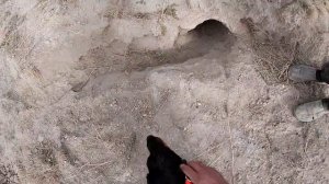 Охота на барсука с норными собаками. Охота с ягдтерьером. German Jagdterrier on the hunt