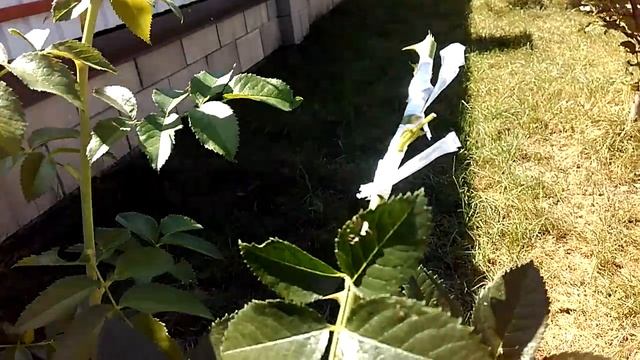 Как сделать штамбовую розу.